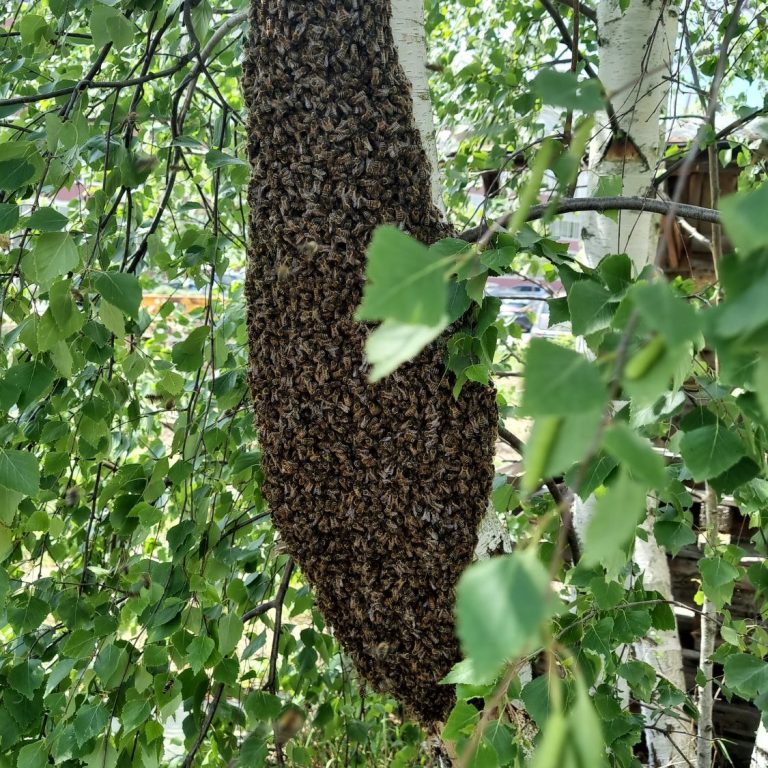 Bienenschwarm in Birke beim BTU-Standort