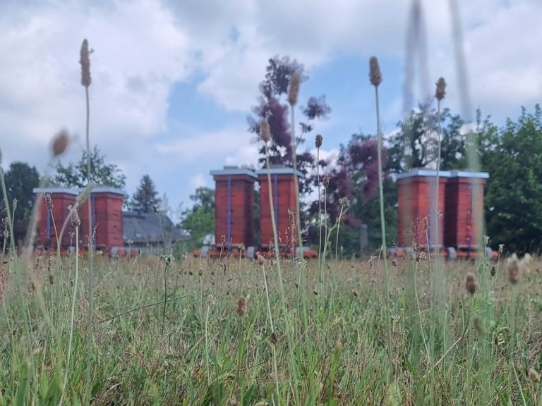 Bienenstand Döbern